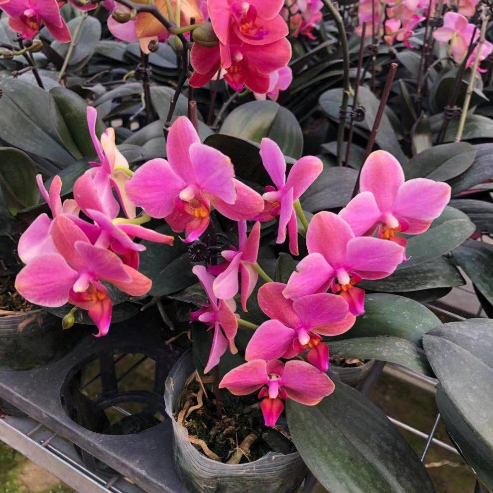 【金边小飞象】蝴蝶兰盆栽带花苞带盆花期长室内客厅花卉春节开花 田