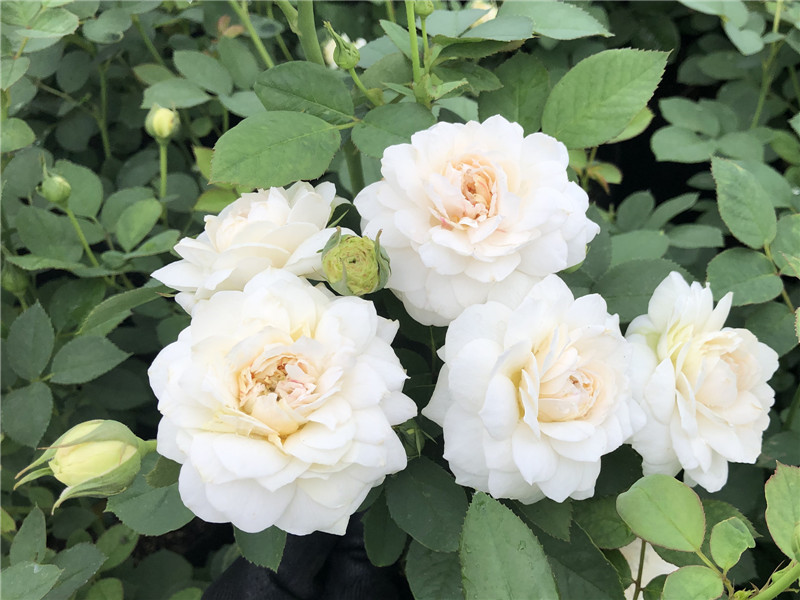 小兔子月季花苗小白兔花卉浓香庭院阳台盆栽四季开花灌木微型玫瑰 小