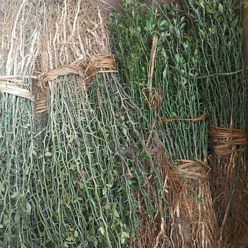 枸橘苗 枳壳苗绿篱苗树苗篱笆栅栏铁篱寨枳实苗嫁接砧木护院植物f5 1