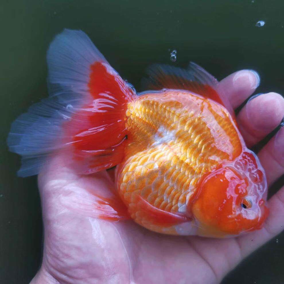 朵芮蜜黑泰狮原泰百褶裙金鱼活鱼淡水冷水观赏鱼水族宠物国狮包活 6