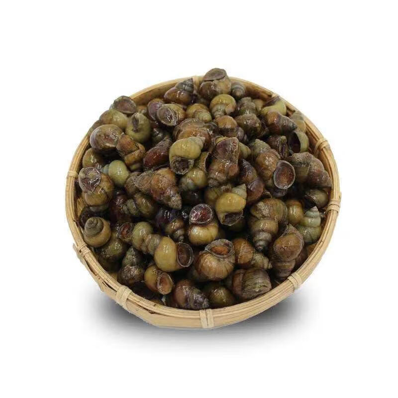 淡水田螺鲜活包活精选无沙无泥去尾螺蛳肉石螺活体清水螺蛳粉一斤装