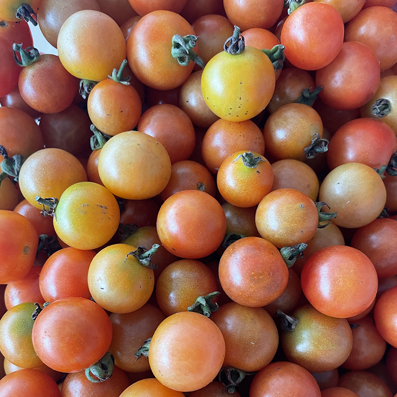 悠妃 贵州特产新鲜野生小西红柿小番茄毛辣果孕妇食用酸汤1500g 小