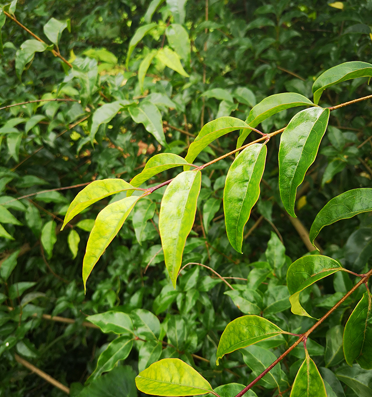 山咔咔 小叶苦丁茶鲜叶 贵州特产 毛冬青茶 野苦丁茶 特级小叶苦丁