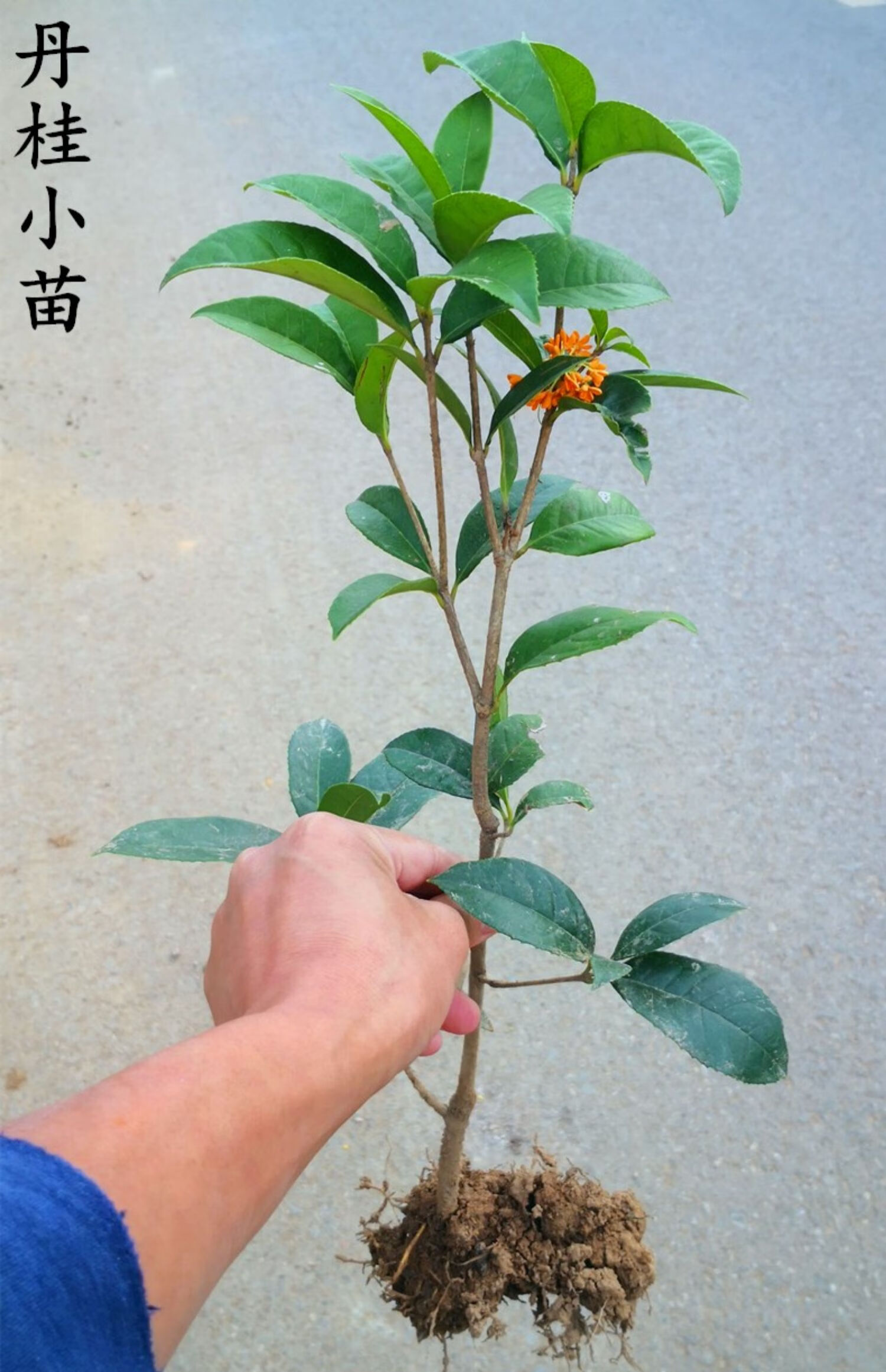 木繁 四季桂花樹苗盆栽實原生桂花日香桂月桂天香臺閣花佛頂珠地盆景