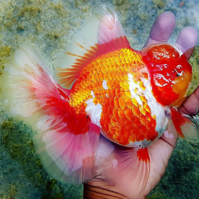 百褶精品原泰f1巨人百褶泰狮泰国进口招财红白狮子头鱼苗包活68cm精品