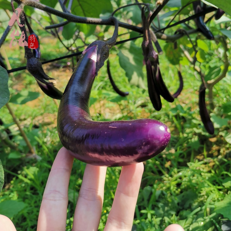 新鲜茄子 线茄子细长小茄子福建农家现摘茄瓜绿色天然蔬菜1-5斤 1500g