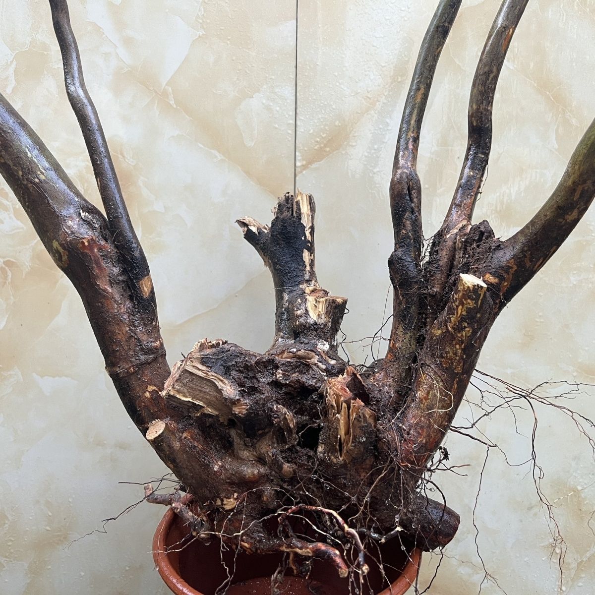 映山红杜鹃花盆景熟桩鸡血红树桩盆景室内花卉绿植盆栽麦桑荷 映山红