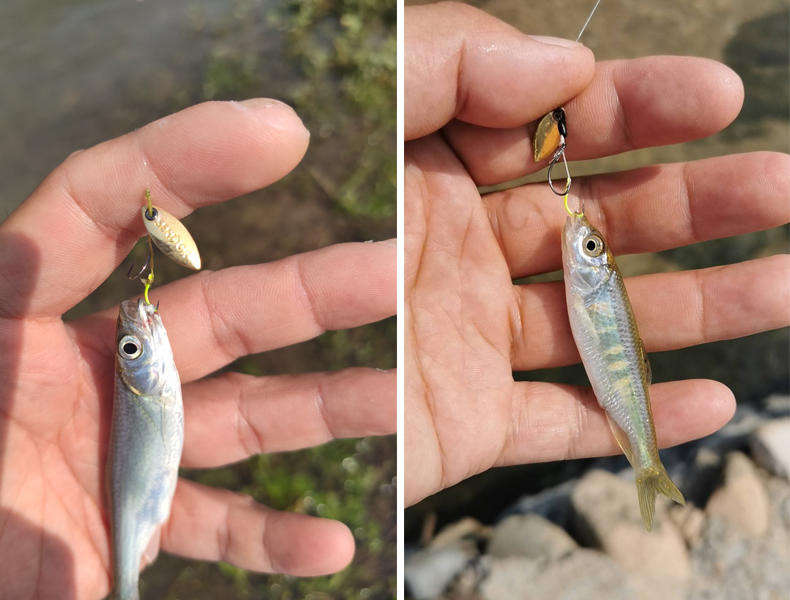 瓜子亮片套装绑好不伤线瓜子亮片加厚成品线组白条餐条马口亮片金色绑