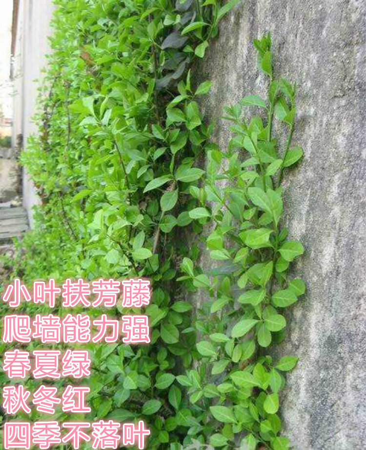 苗变色藤蔓爬藤护坡护堤爬墙虎苗盆栽地栽 小叶扶芳藤6年苗10棵(力荐)