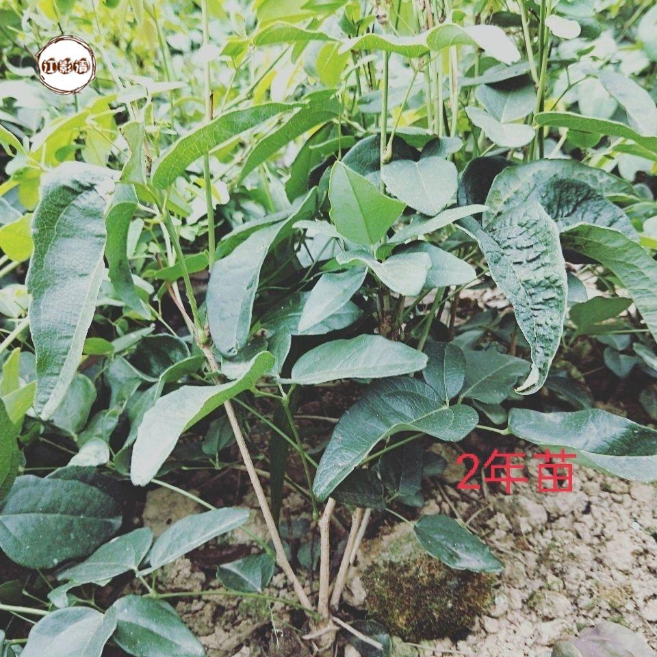 柚琳2年八月瓜苗九月黄苗八月炸苗 五叶木通果树盆栽带土带叶发货 10