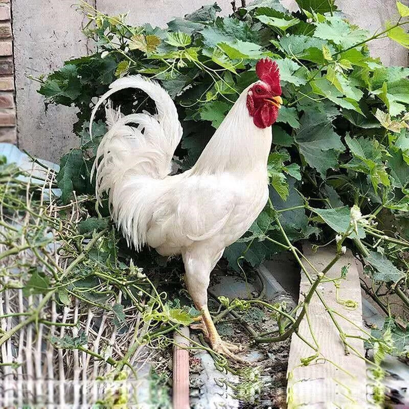 三白鸡活鸡白老公鸡活的红腰白公鸡正宗散养白来航母鸡活鸡白色 白