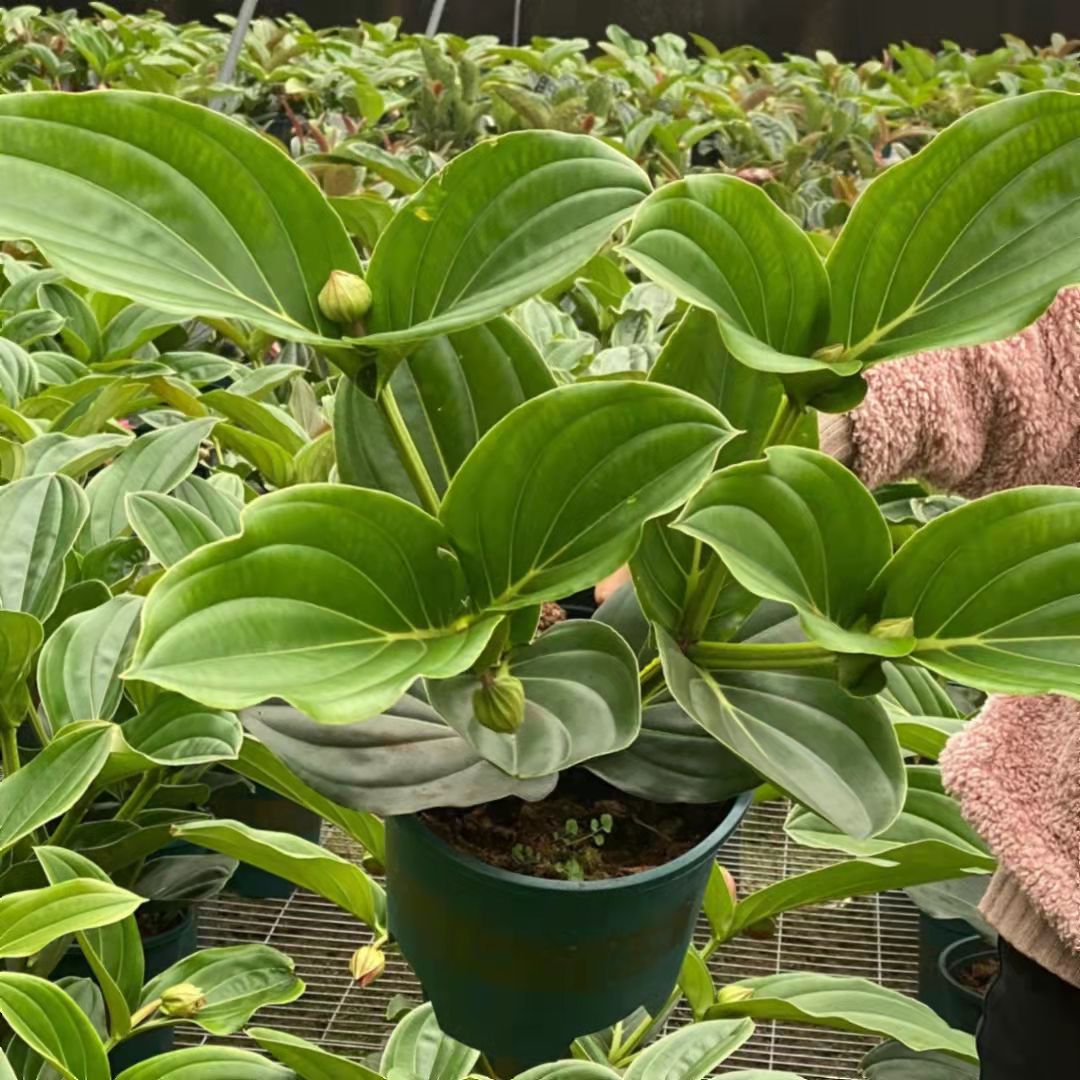 荷兰进口宝莲灯花盆栽带花苞苗美丁花四季养易活室内植物花卉 进口玫