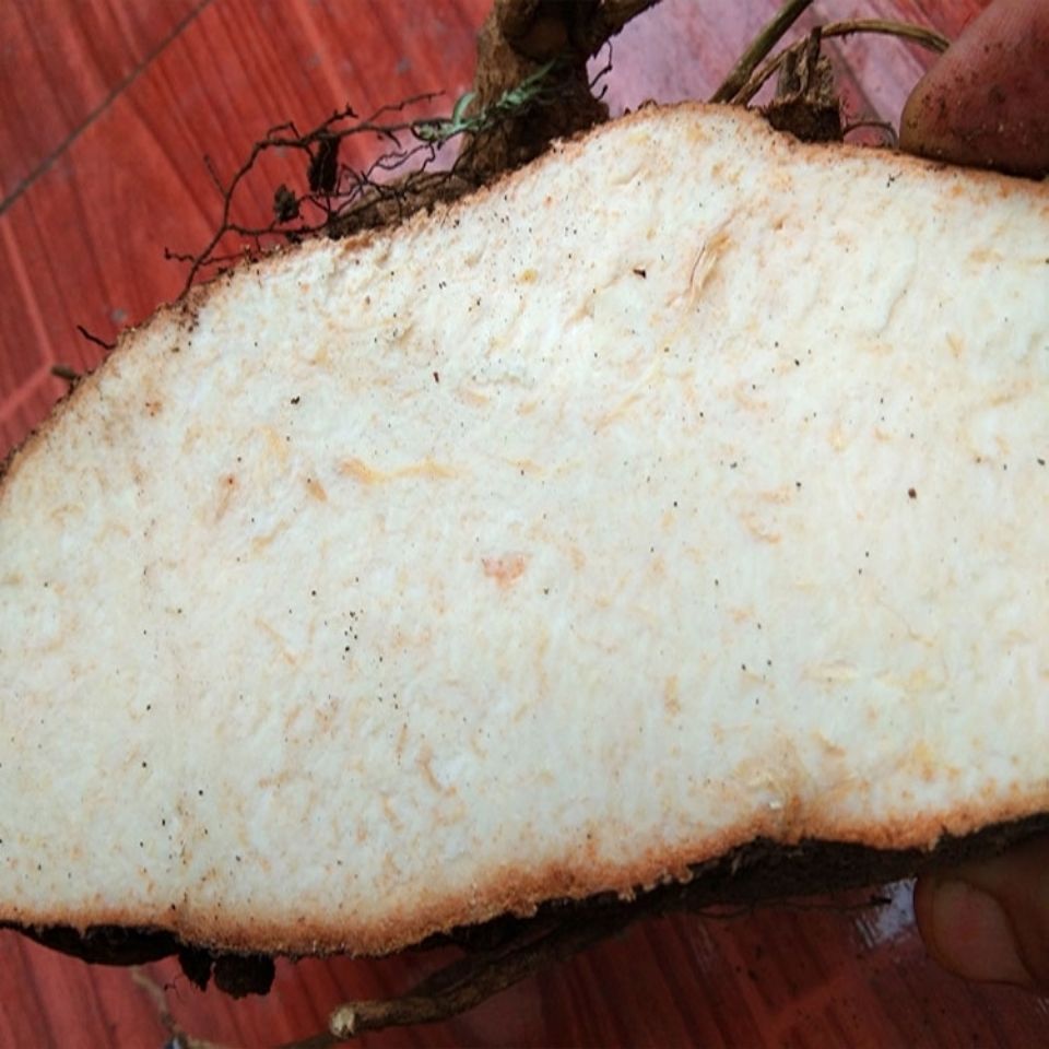 贵州野生中草药材新鲜雪胆苦金盆 曲莲罗锅底蛇莲金龟莲 500g【图片