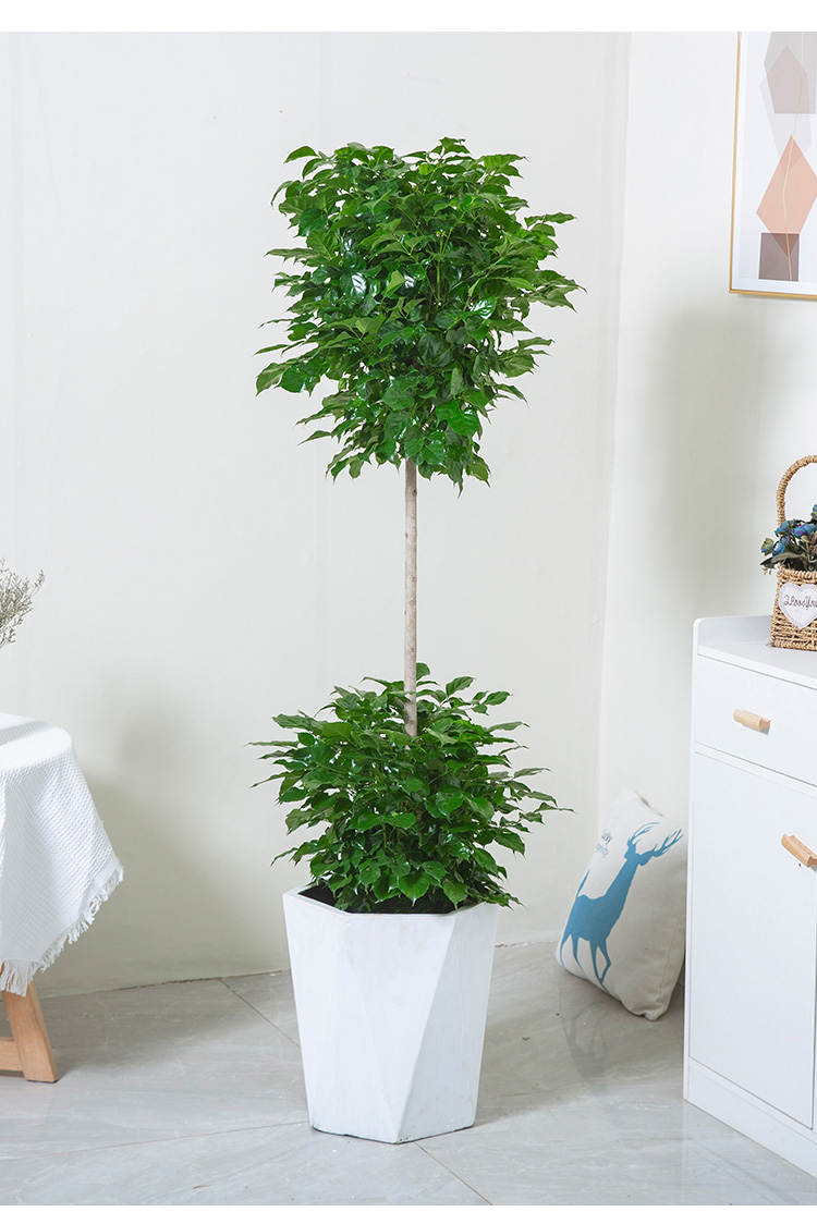 【网红净化空气植物】花城两层幸福树绿宝大型盆栽植物室内公司门口
