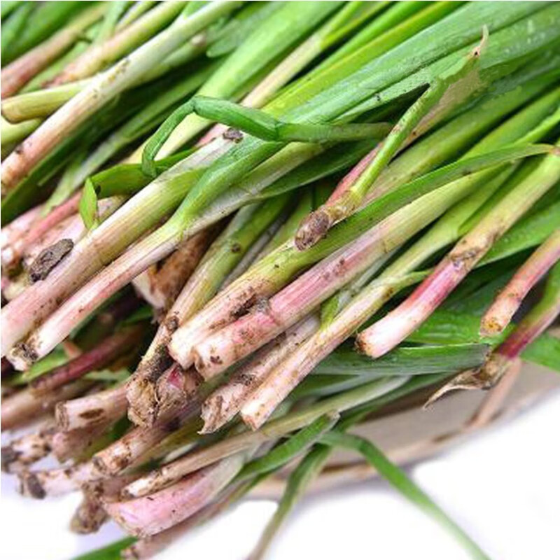 【千帆亭种子】千帆亭 独根红韭菜种孑多年生紫根冬雪韭王菜籽阳台