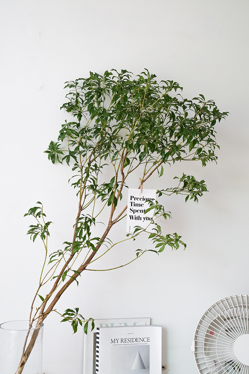 德骊嘉进口马醉木水培水养枝条树枝鲜切叶单支马醉木100120cm不含盆