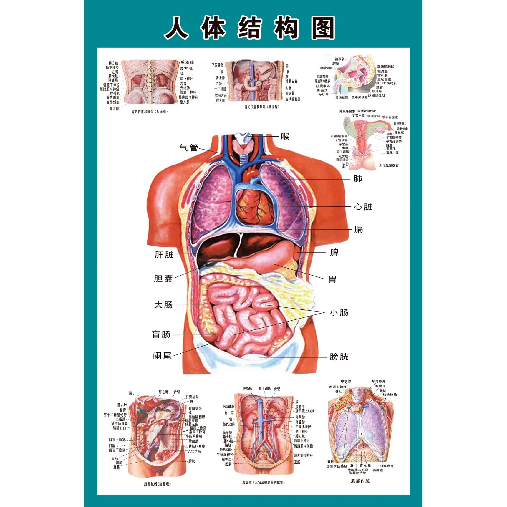 人体内脏解剖系统示意图医学宣传挂图人体器官心脏结构图医院海报人体