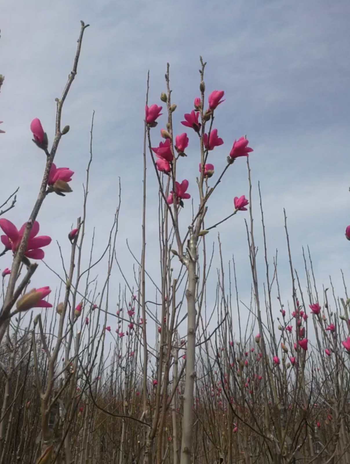 紫玉蘭苗南北方庭院種植盆栽地栽白黃玉蘭樹 黃玉蘭 6公分粗【開花