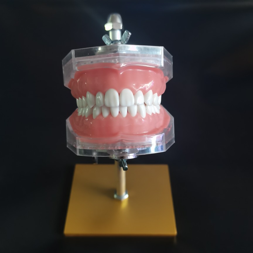 备牙模型开髓牙仿真牙科牙粒口腔根管离体牙树脂牙考试专用牙 37号