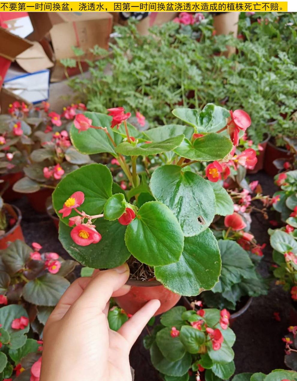 四季开花海棠 玻璃翠 丽格海棠 室内盆栽 四季开花 红叶大花一盆 含盆