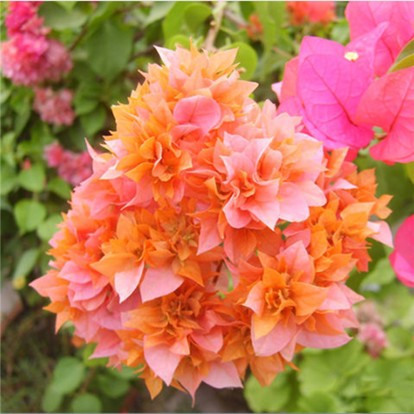 巴西重瓣三角梅花苗盆栽三角梅庭院爬藤花卉四季开花耐寒西施6年大苗