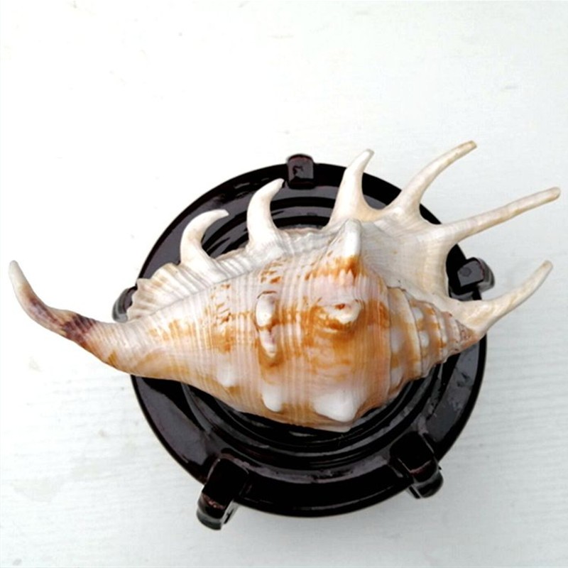 蓝海精灵七角螺天然大海螺贝壳鱼缸橱窗地台婚庆拍摄道具摆件1315cm