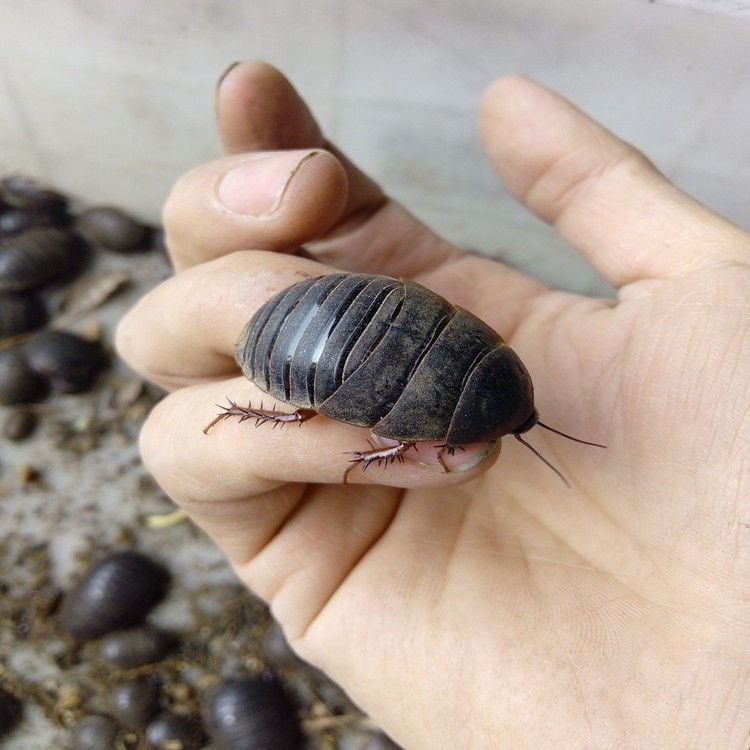 有仁堂活土元活体土元虫种卵地鳖虫药食两用骨折偏方中药材土鳖土元