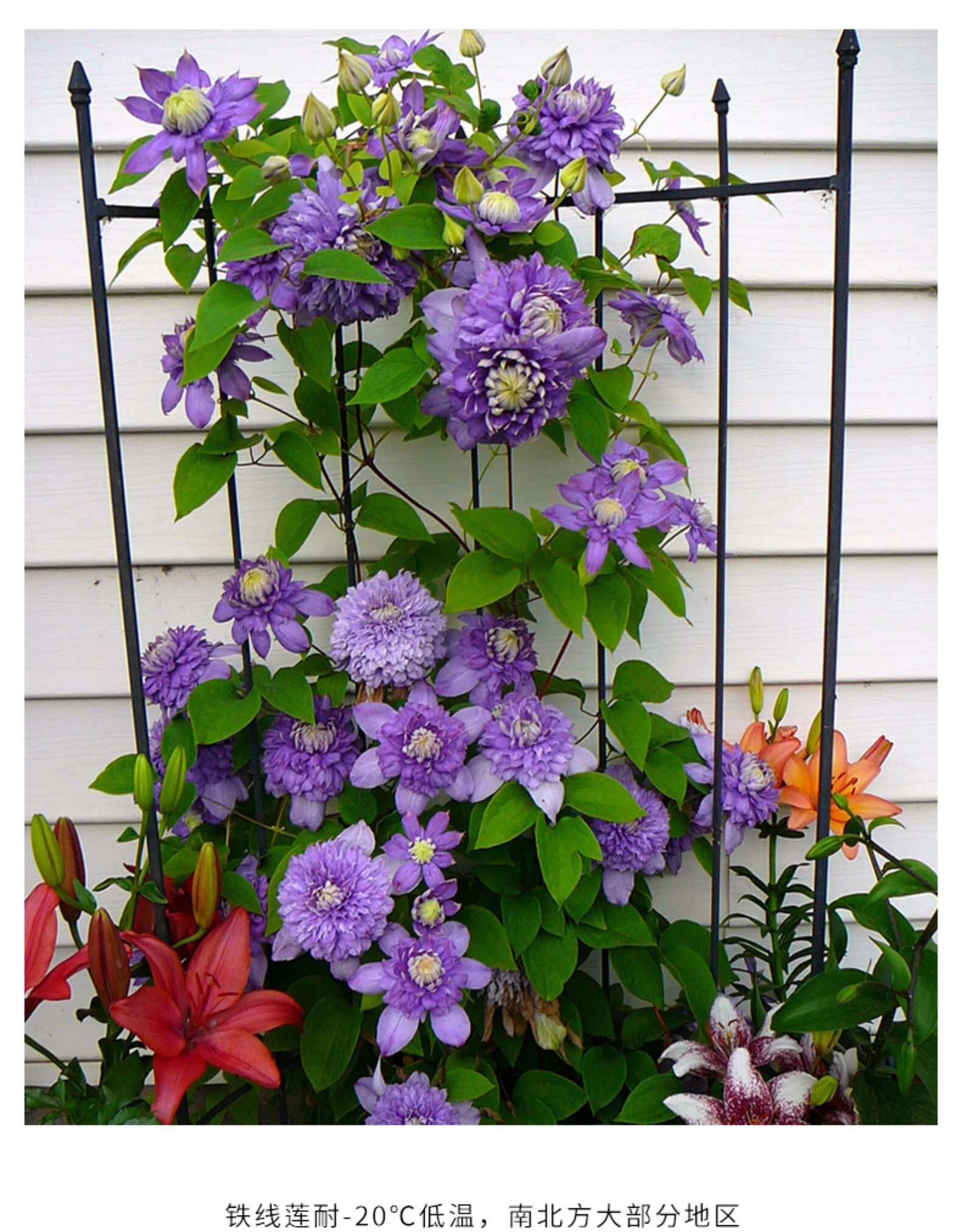 种根盆栽铁线莲花苗庭院植物爬藤攀援花卉绿植爬藤植物 波兰精神 20