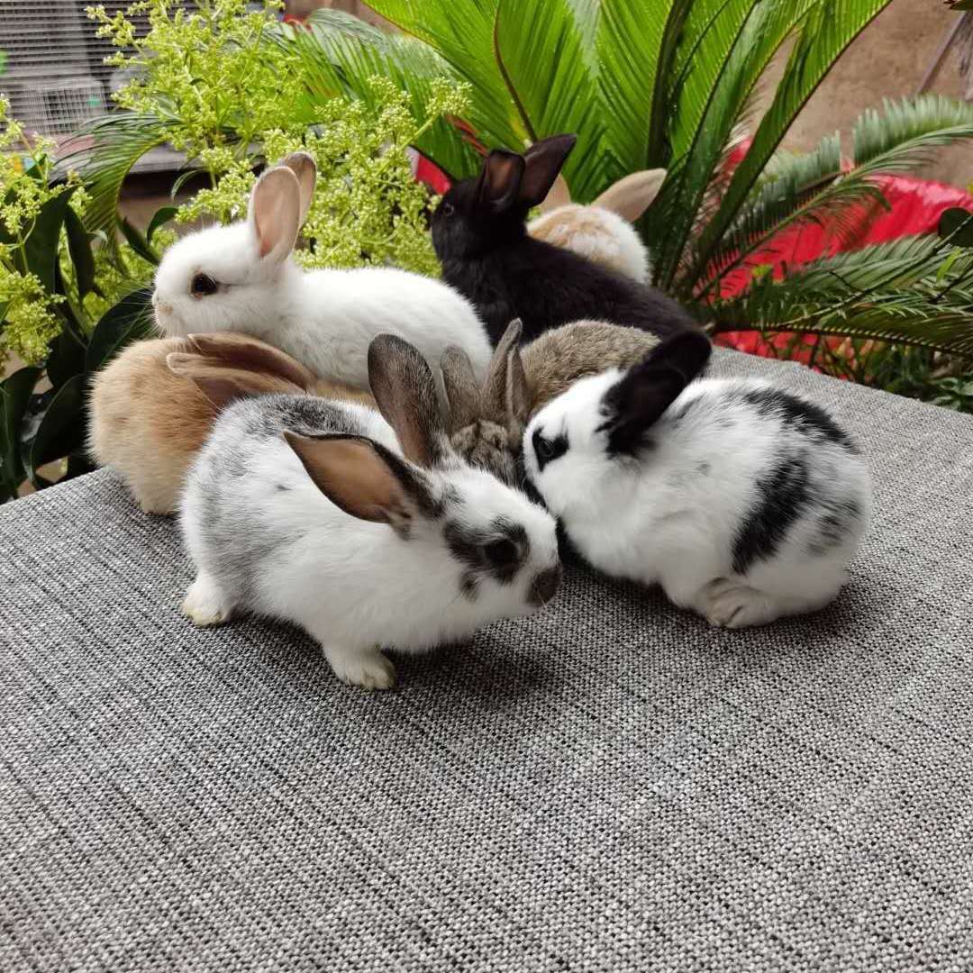 活体兔子家养幼兔苗可繁殖肉兔子活物包活小白兔小兔子苗可长18斤