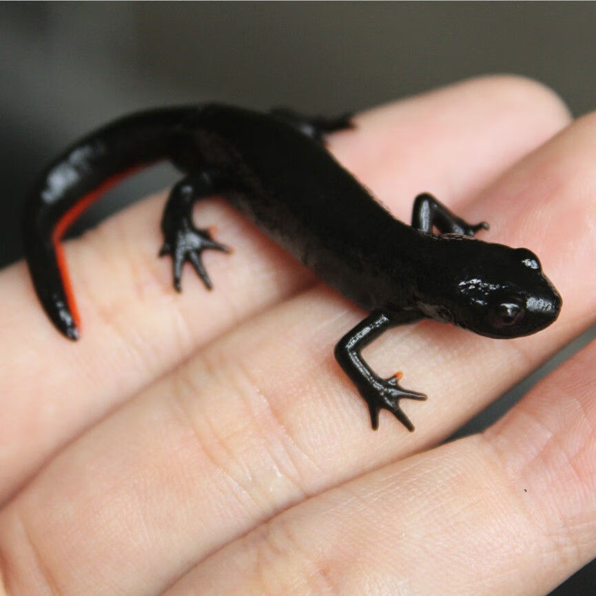 东方火龙蝾螈小火龙鱼活体冷水清道夫垃圾工具清洁鱼缸小型观赏鱼