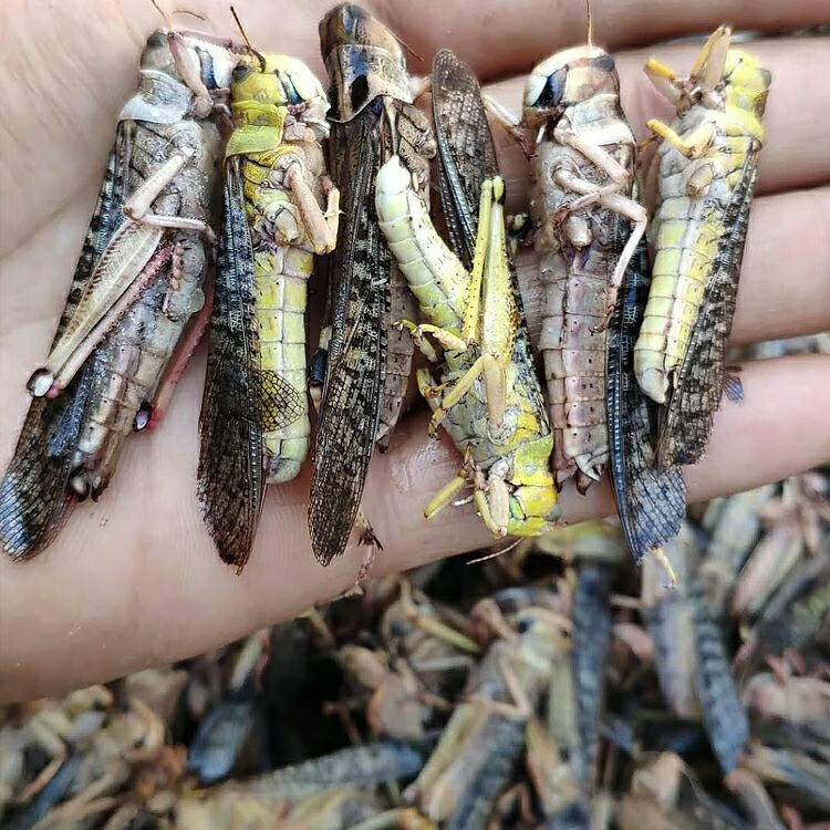 土螞蚱促銷活體速凍冰鮮蝗蟲食用昆蟲油炸即食美食土特產混去翅一斤