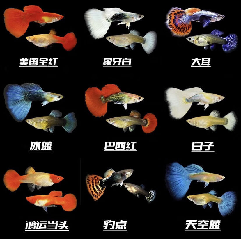 精品象牙白三对 1条备损 鱼粮【图片 价格 品牌 报价】-京东