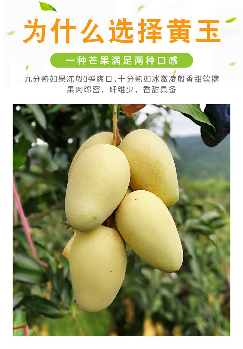 媚调海南昌江特产水果当季新鲜特大黄玉芒果10斤礼盒装生吃酸脆甜 10