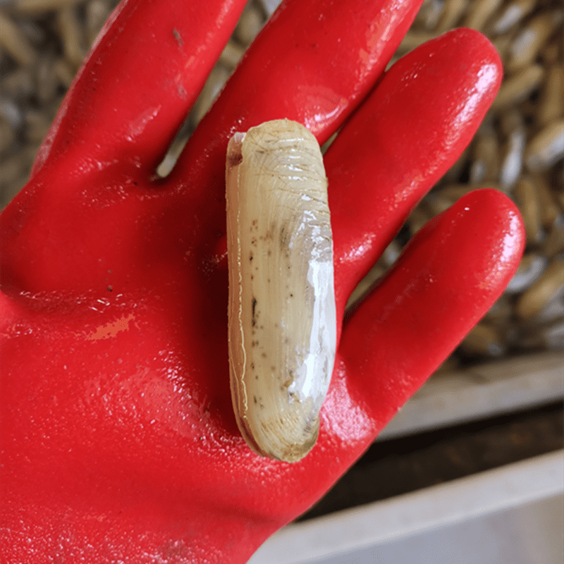 鹏淼活鲜双头蛏子500g1斤装江苏连云港鲜活发货小人蛏蛏怪现捕现发