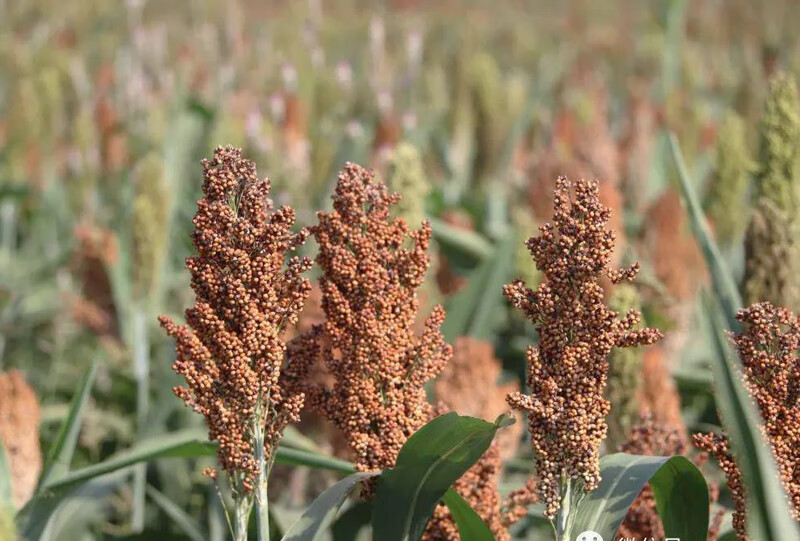 天然麦穗干花水稻稻穗高粱穗小麦大麦穗谷子穗开业花束农作物道具