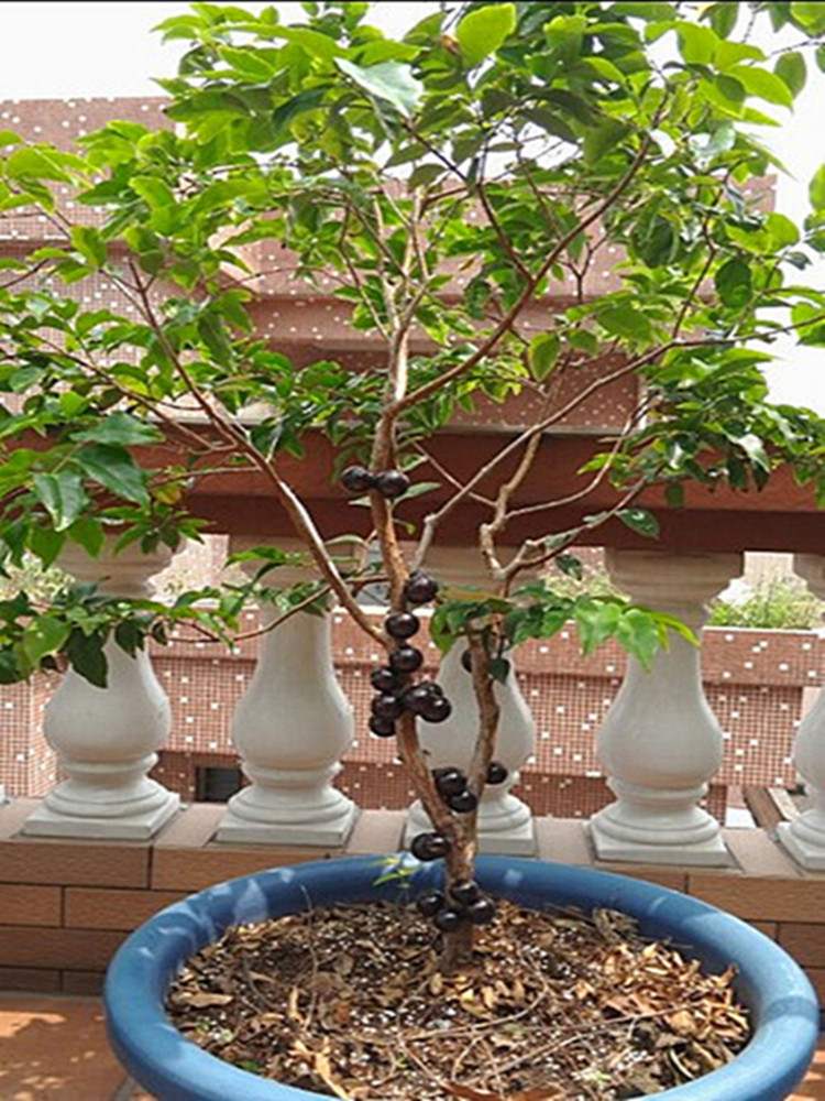 嘉宝果树苗沙巴果苗四季早生南北方种植 3年苗 81c