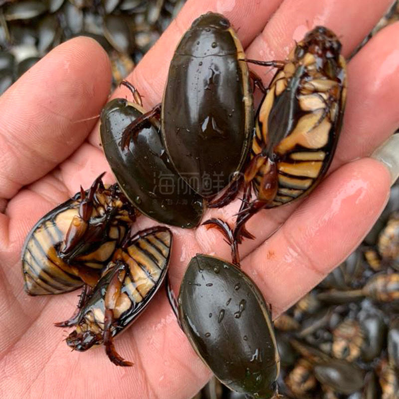 有仁堂水蟑螂金边龙虱鲜活水鳖虫活体食用水甲虫水曱由药材水老鳖盖大
