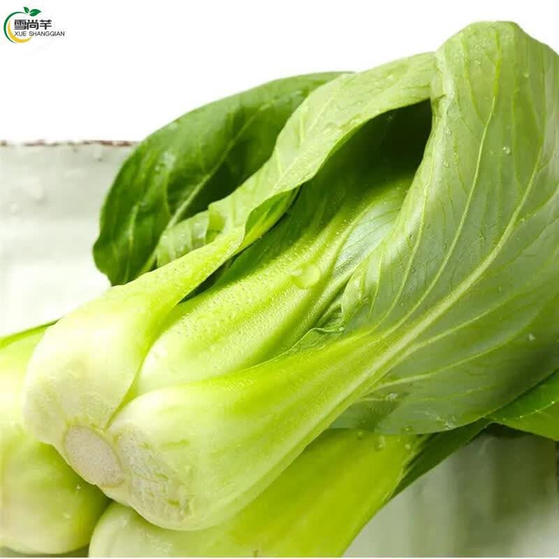 农家小青菜新鲜蔬菜青菜小油菜火锅青菜北方青菜(优选品质) 3斤家庭装