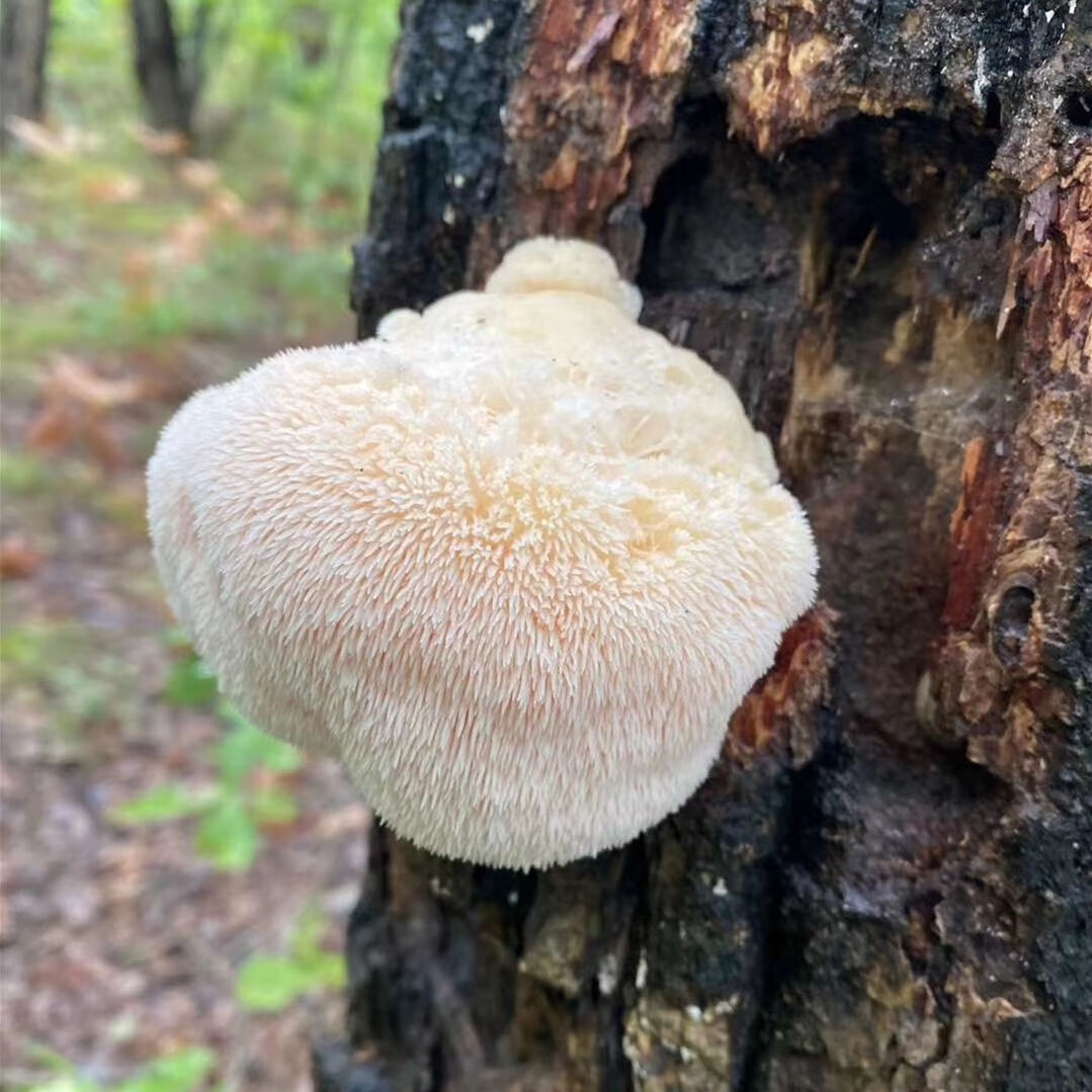 东北野生猴头菇长白山猴头菇无添加特产干货特级一级 长白山野生猴头