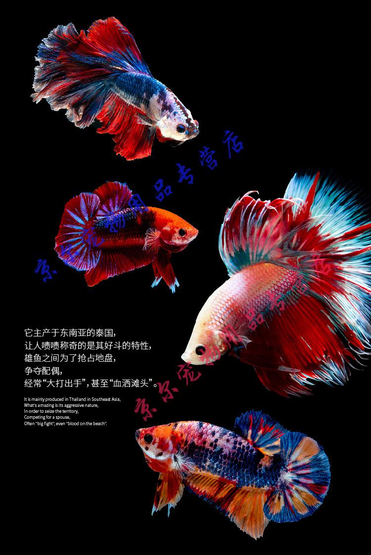 天弗泰国斗鱼活体马尾狮王半月公母热带鱼宠物淡水好养耐养鱼观赏鱼缸