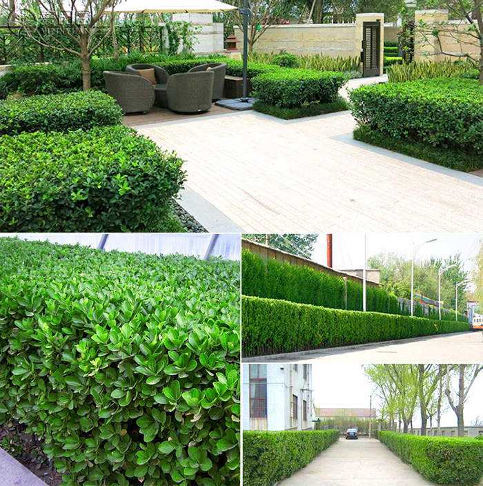 四季常青冬青苗庭院室外树木万年青小叶黄杨绿化苗红叶石楠苗冬青6070