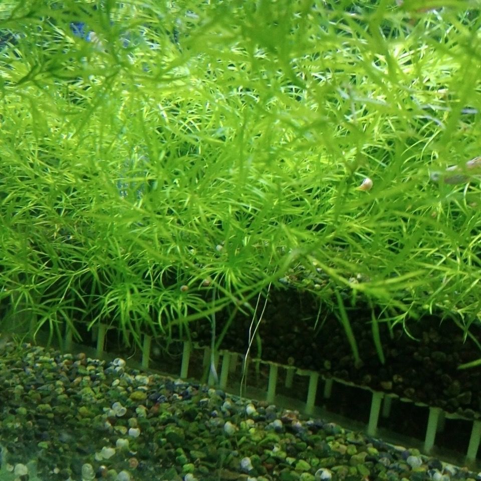 竹节草水温图片