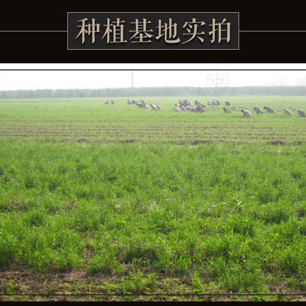 河南洛阳特产仙草根泡椒银条菜300g即食酸辣下酒菜原味银条8袋