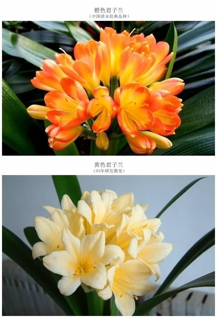 唯友(weiyou)【带盆带土】君子兰花苗盆栽君子兰苗室内绿植花卉 精品