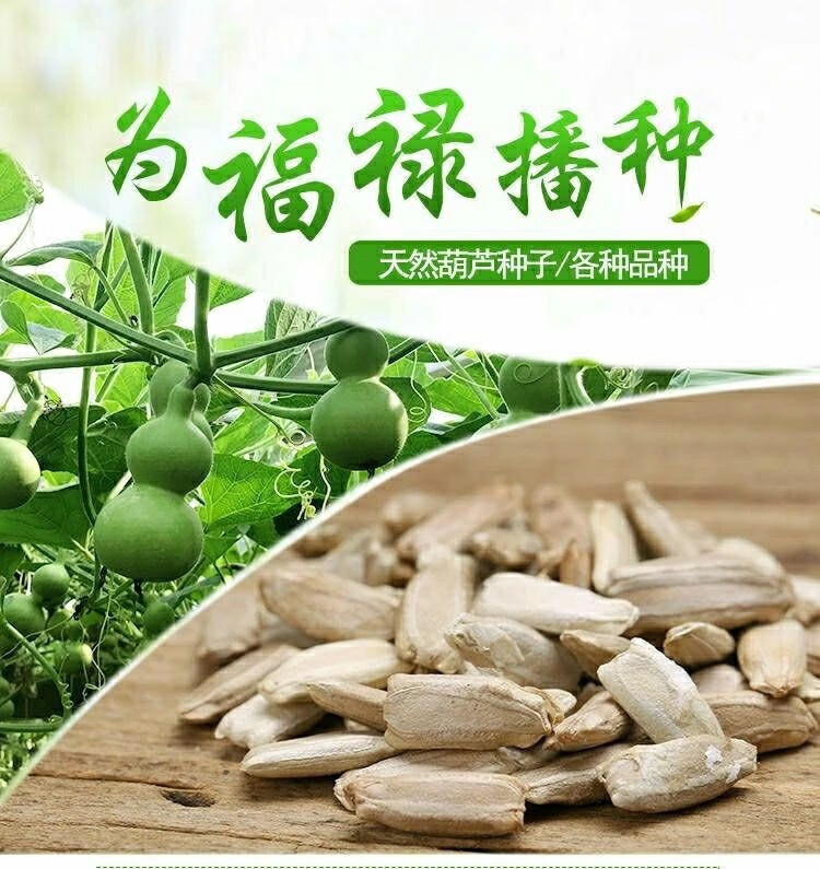 巨型葫芦特大葫芦种子大亚腰室内盆栽阳台庭院易种文玩观赏葫芦籽