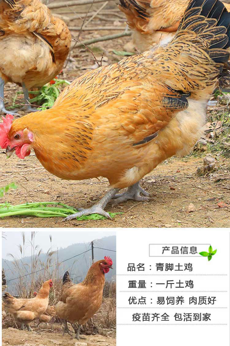 一斤青年鸡土鸡活鸡包活到家农家散养小鸡公母鸡活体