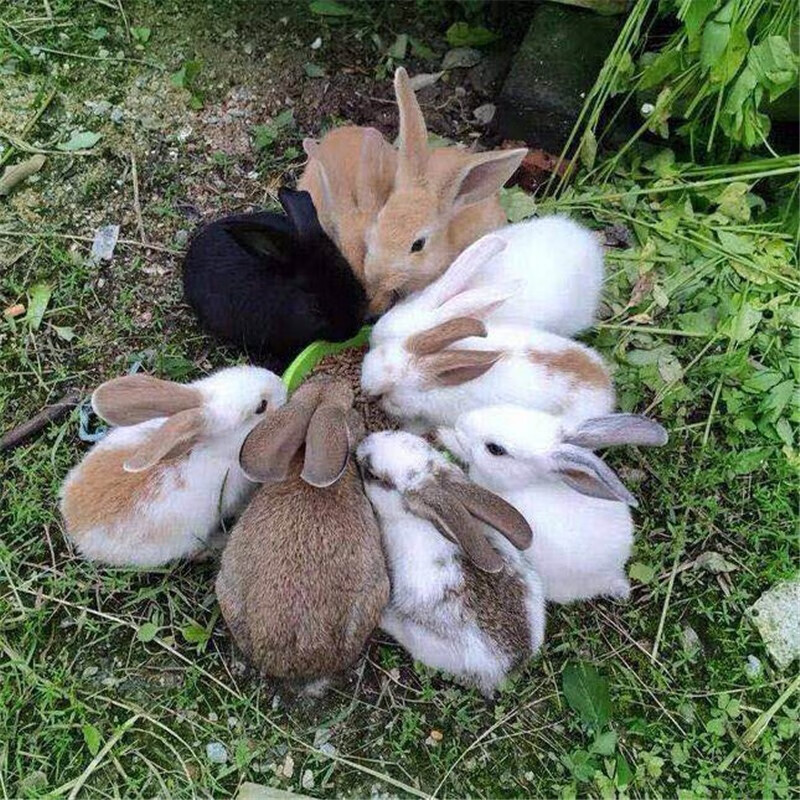 灵狐之家 宠物兔子活物小白兔宠物兔活体比利时肉兔活体宠物兔子 小