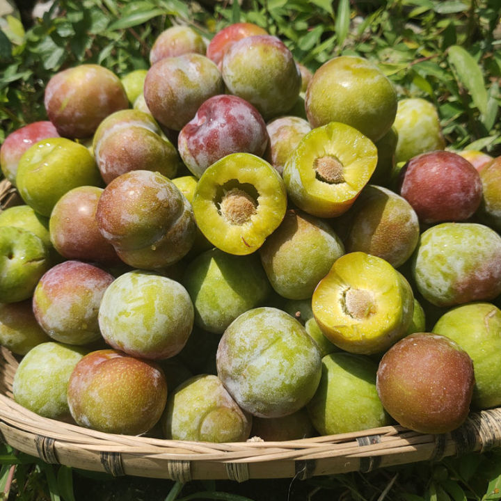 四川青红脆李脱骨李子新鲜孕妇水果半边红李土李子三华李五月脆 普通