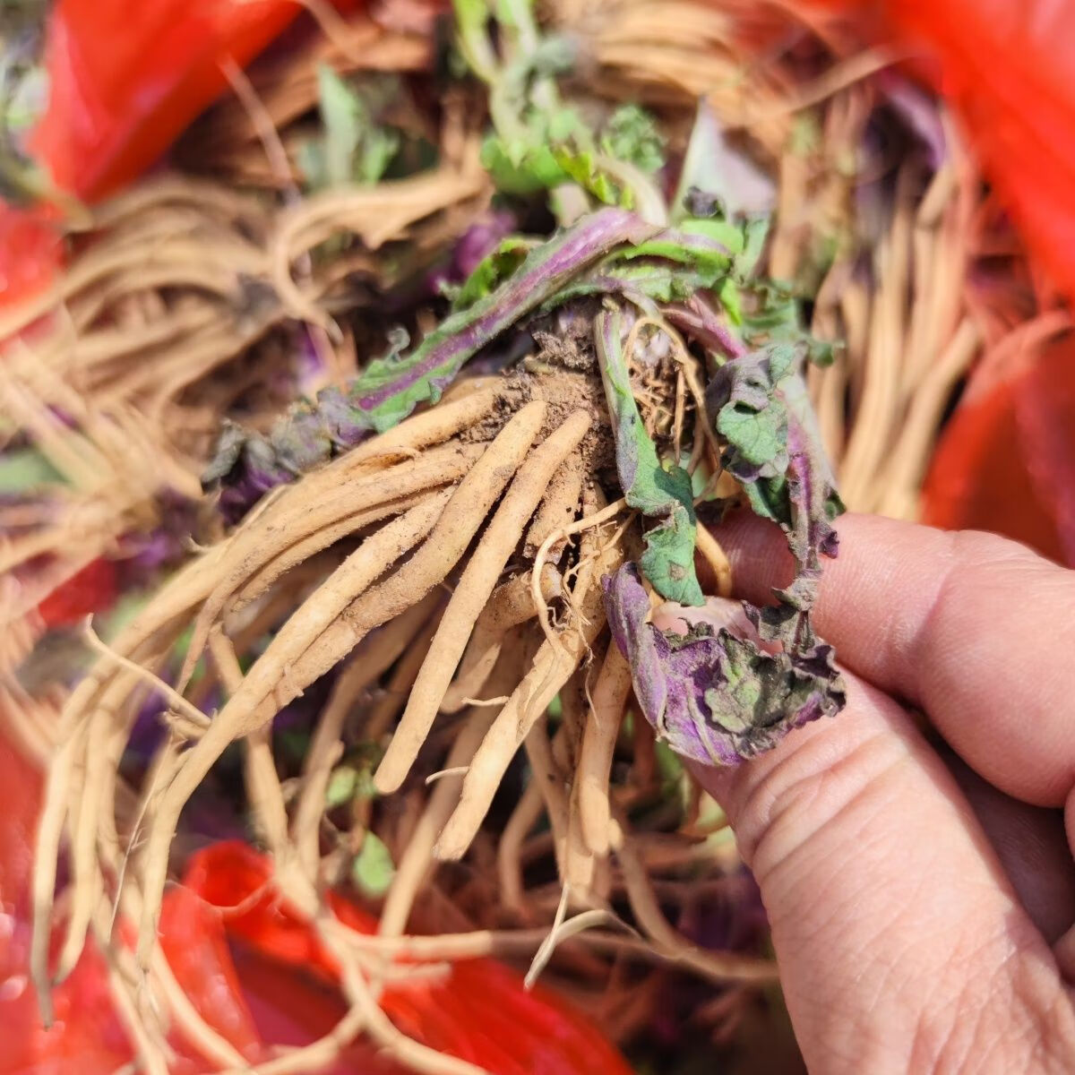 有仁堂 贵州省野牲风干野青菜下单中草药材 现挖菊土三七 天青地红 鲜