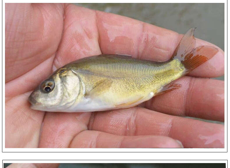 裸鲤鱼苗淡水养殖无甲鲤鱼苗活体三道鳞活鱼镇有心意好养耐活德国镜鲤